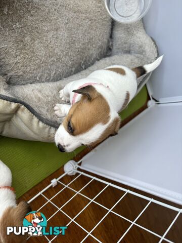 Jack Russell Puppies