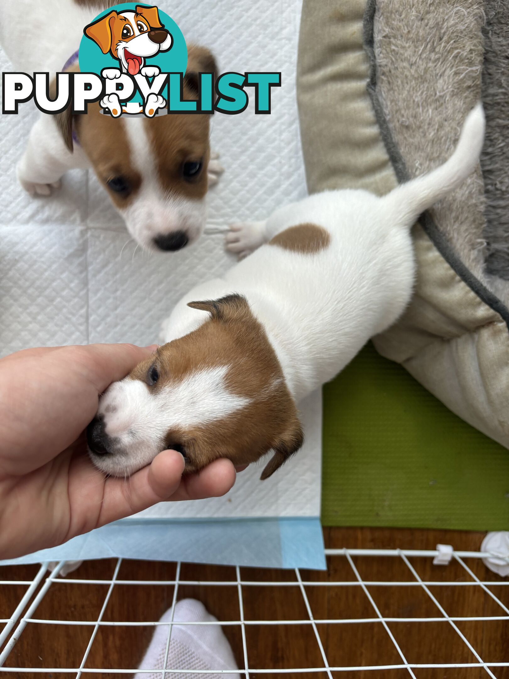 Jack Russell Puppies