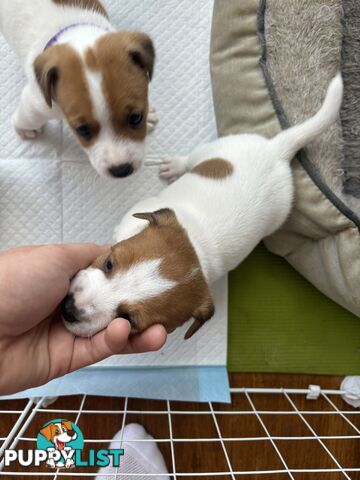 Jack Russell Puppies