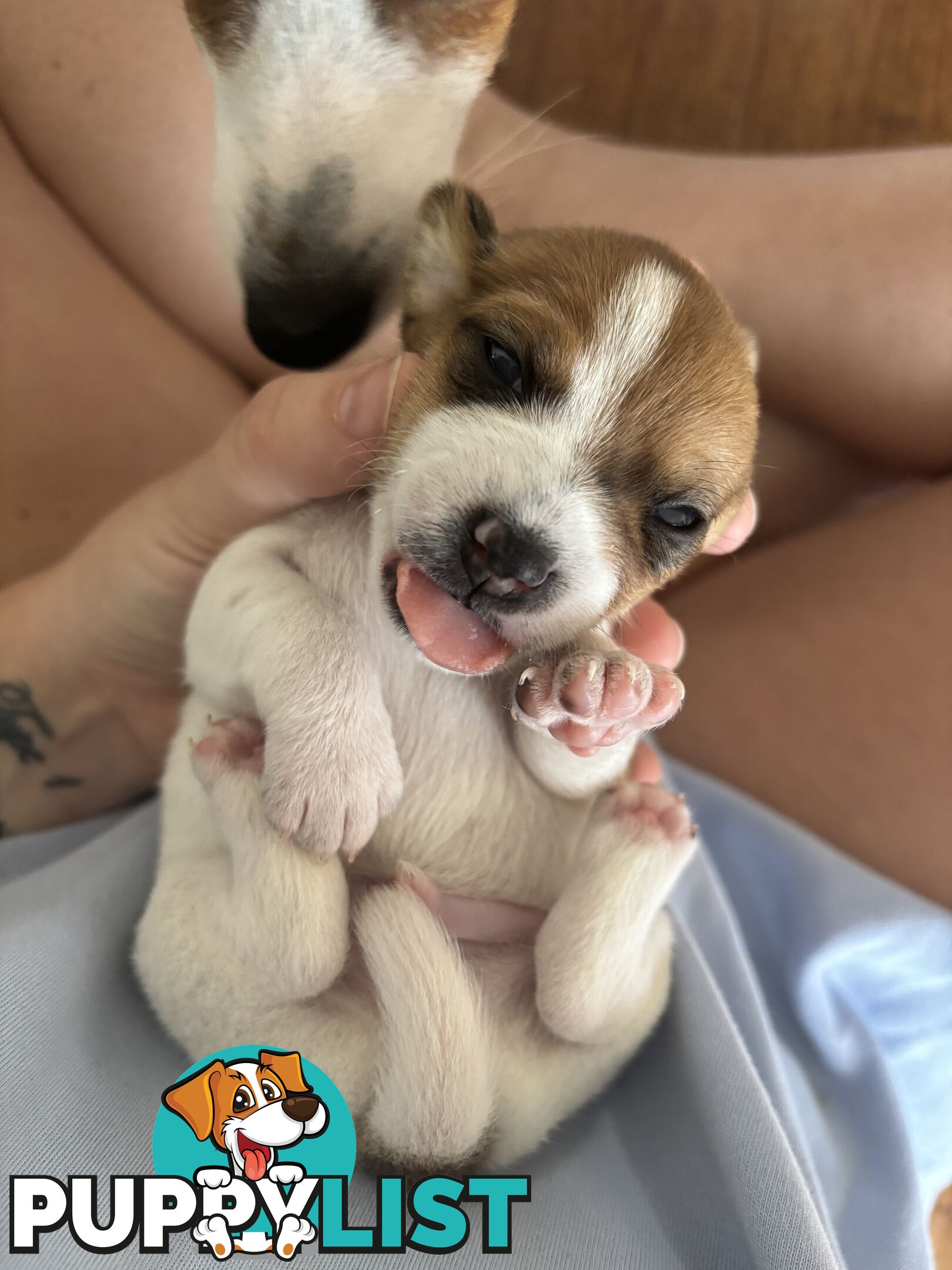 Jack Russell Puppies