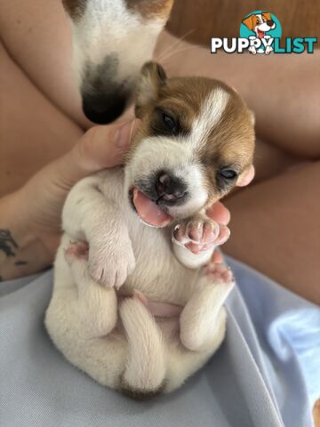 Jack Russell Puppies