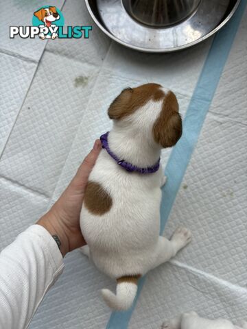 Jack Russell Puppies