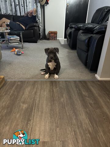 Blue American Staffordshire Bull Terrier pups for sale