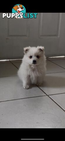 Adorable Japanese Spitz x Toy Poodle Puppies – Ready for Their Forever Homes!