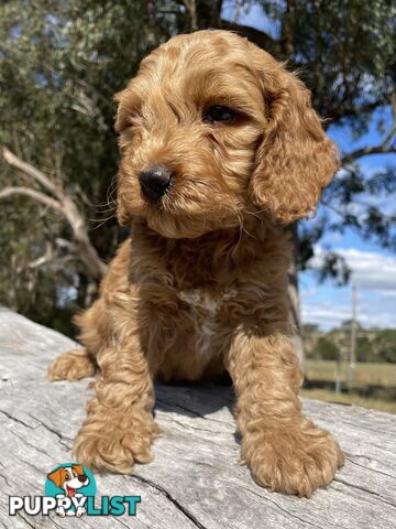 Miniature Spoodle Puppies