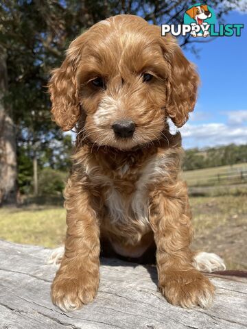 Miniature Spoodle Puppies