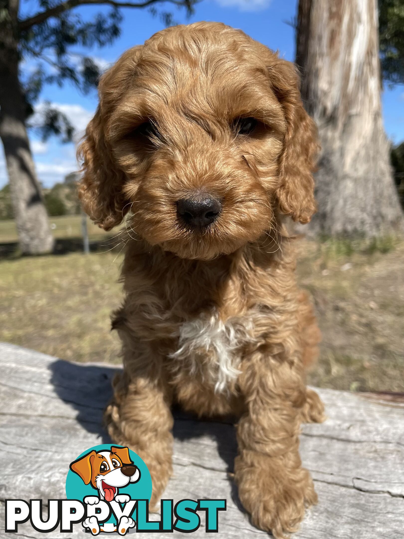 Miniature Spoodle Puppies