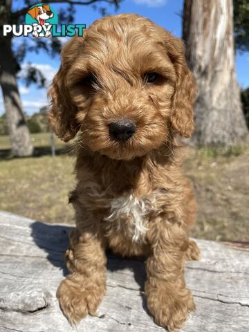 Miniature Spoodle Puppies