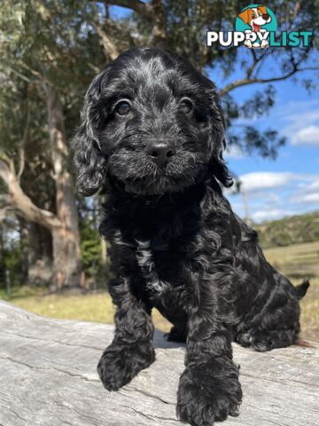 Miniature Spoodle Puppies