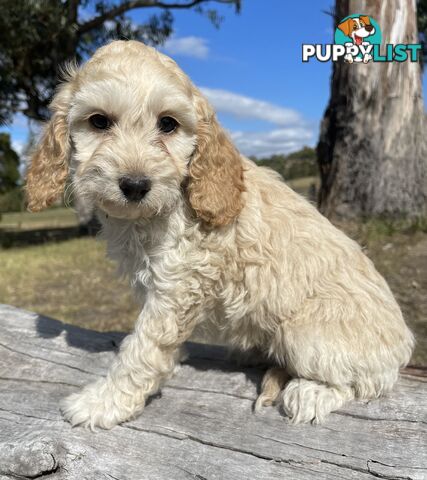 Miniature Spoodle Puppies