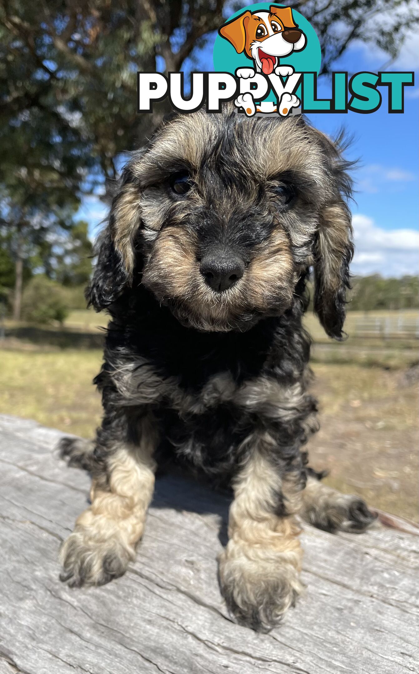 Miniature Spoodle Puppies