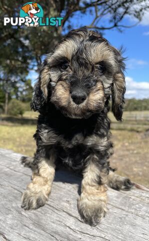 Miniature Spoodle Puppies