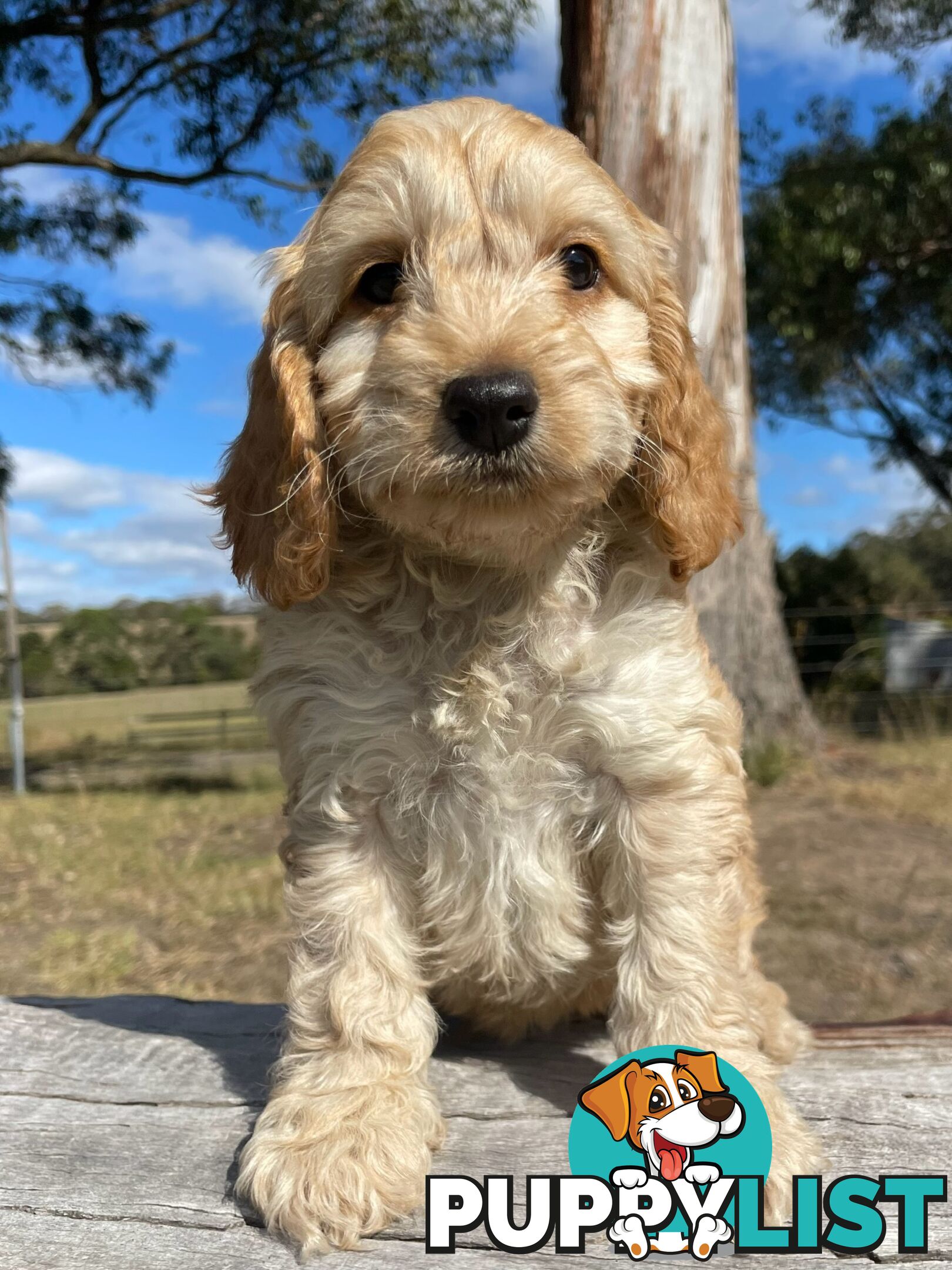 Miniature Spoodle Puppies