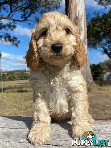 Miniature Spoodle Puppies