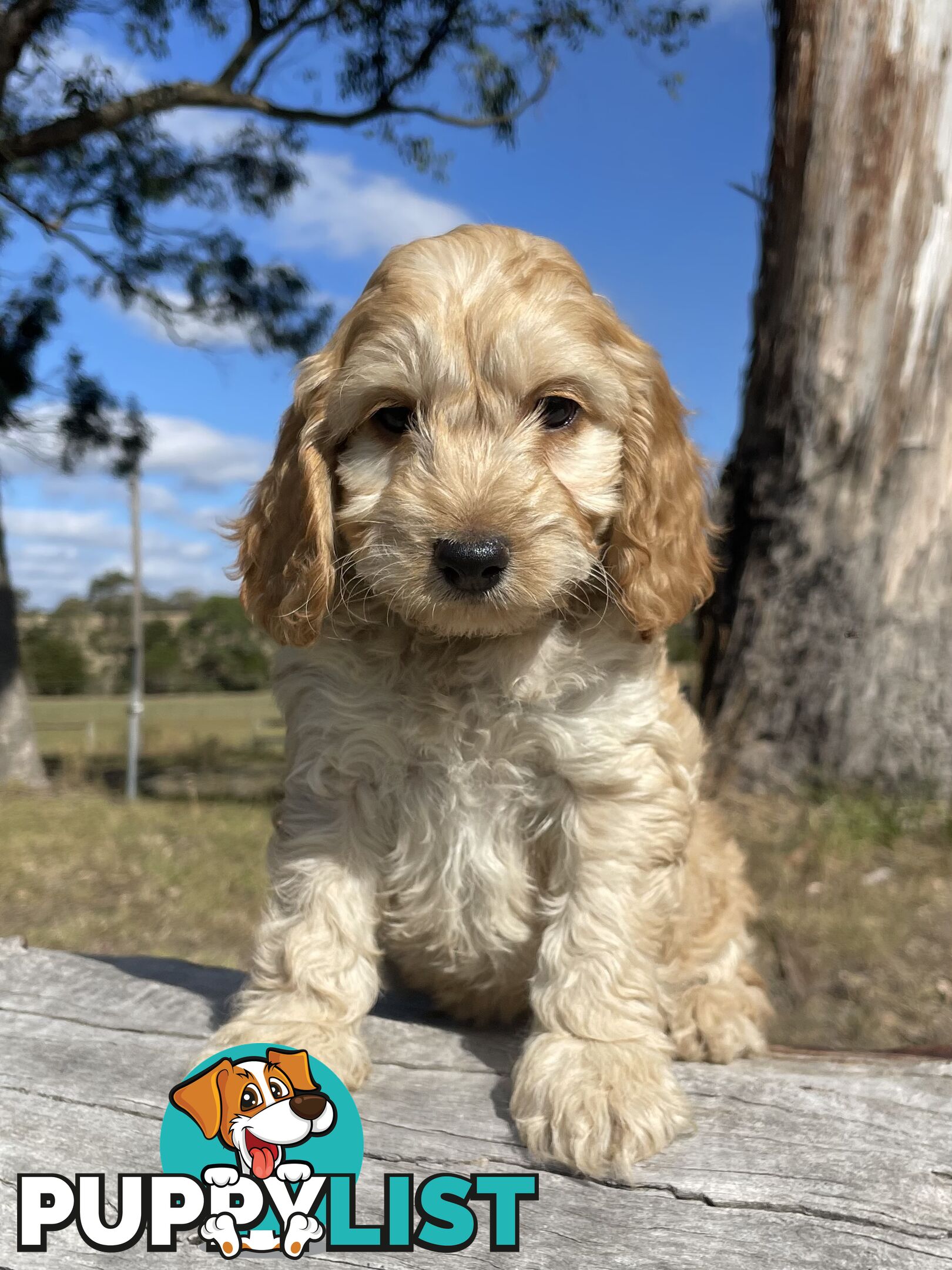 Miniature Spoodle Puppies