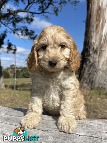 Miniature Spoodle Puppies