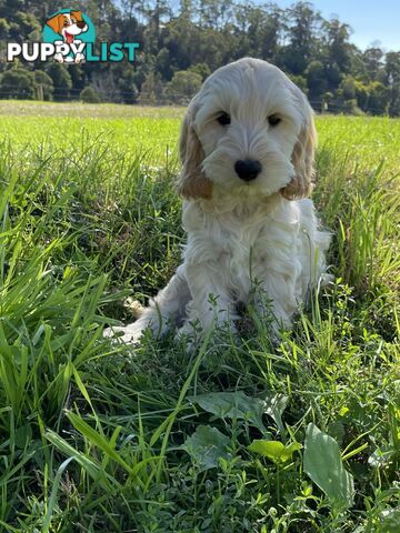 Miniature Spoodle Puppies