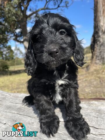 Miniature Spoodle Puppies