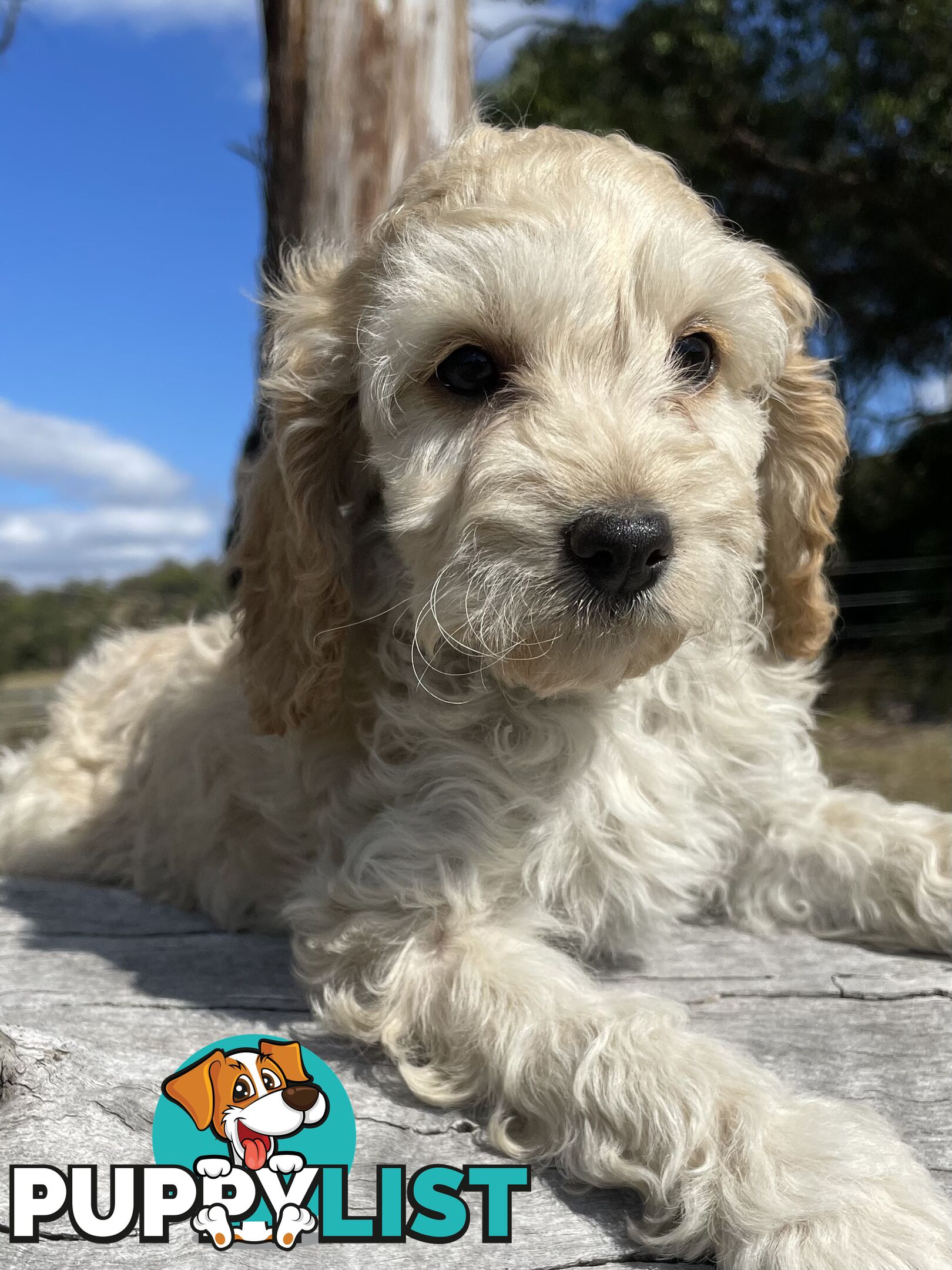 Miniature Spoodle Puppies