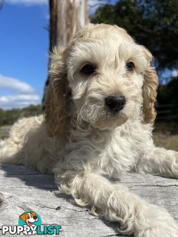 Miniature Spoodle Puppies