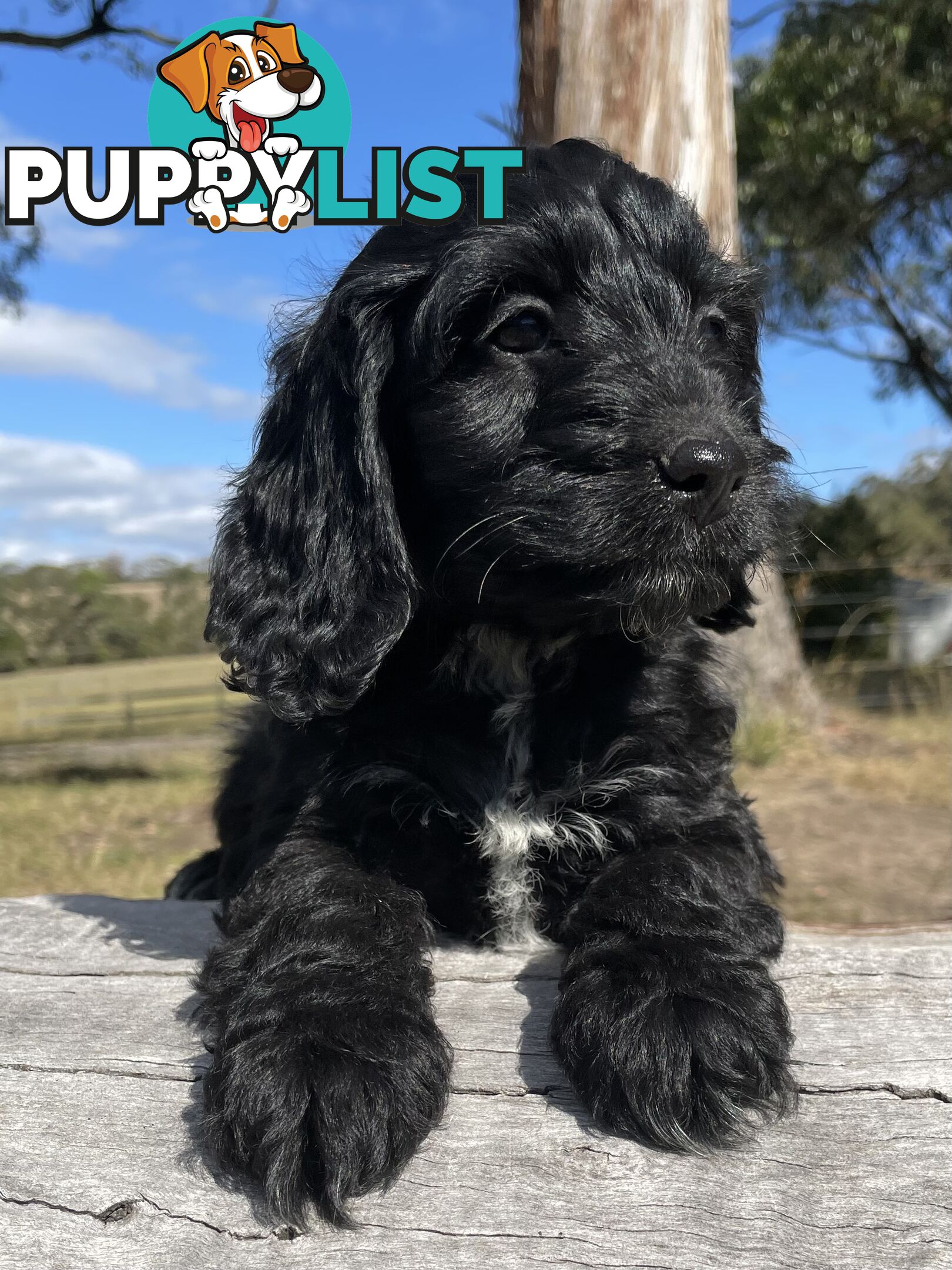 Miniature Spoodle Puppies