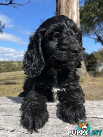 Miniature Spoodle Puppies