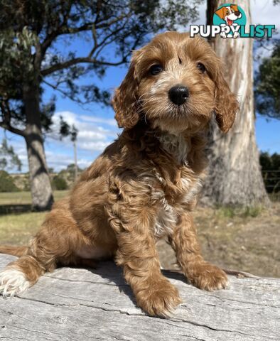 Miniature Spoodle Puppies