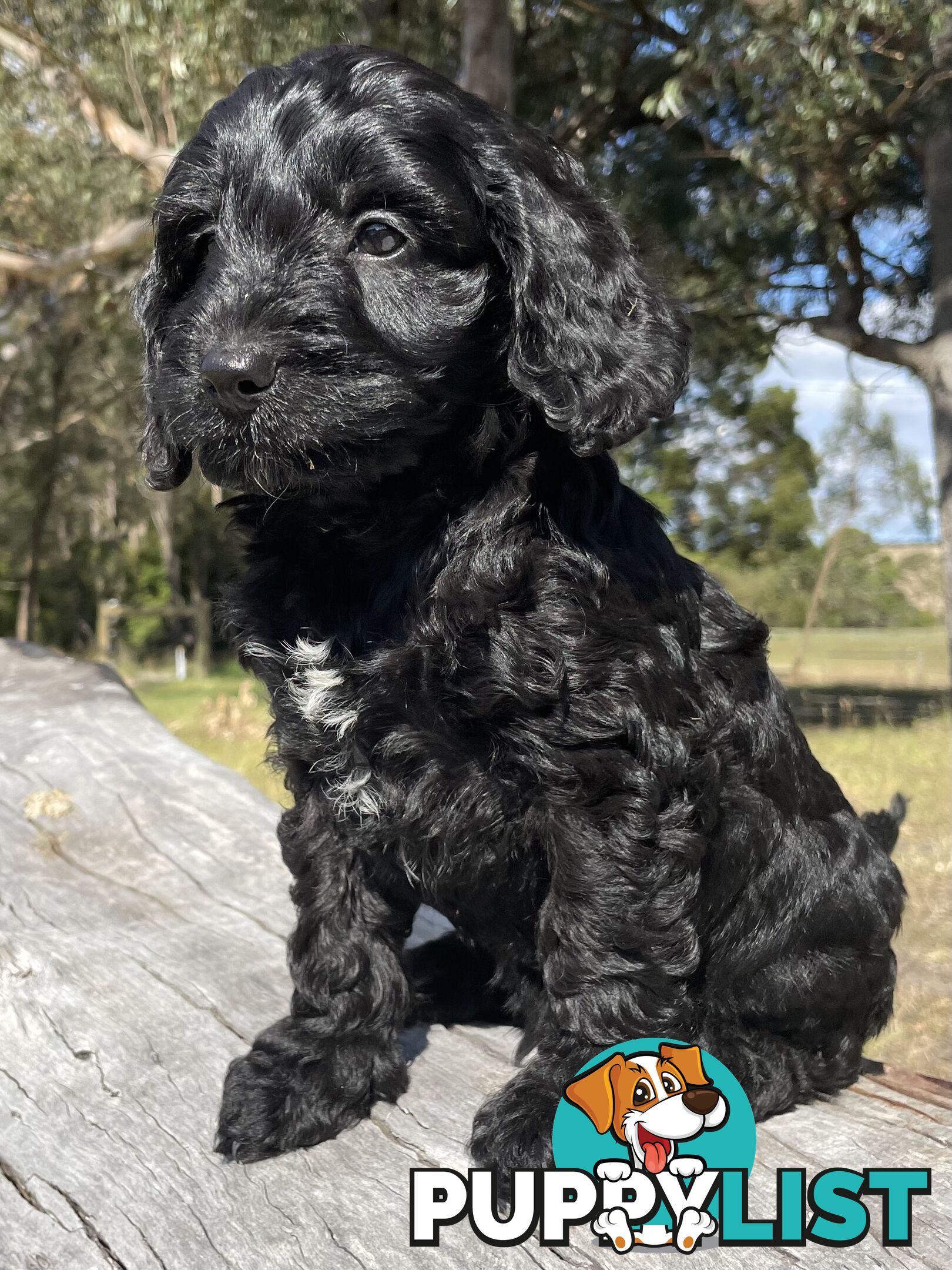 Miniature Spoodle Puppies