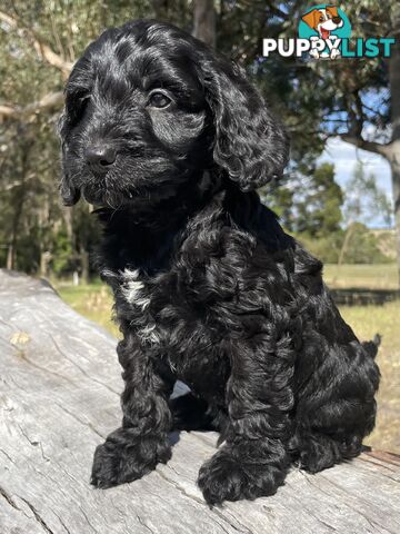 Miniature Spoodle Puppies