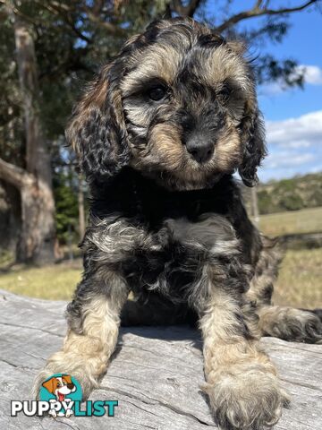 Miniature Spoodle Puppies