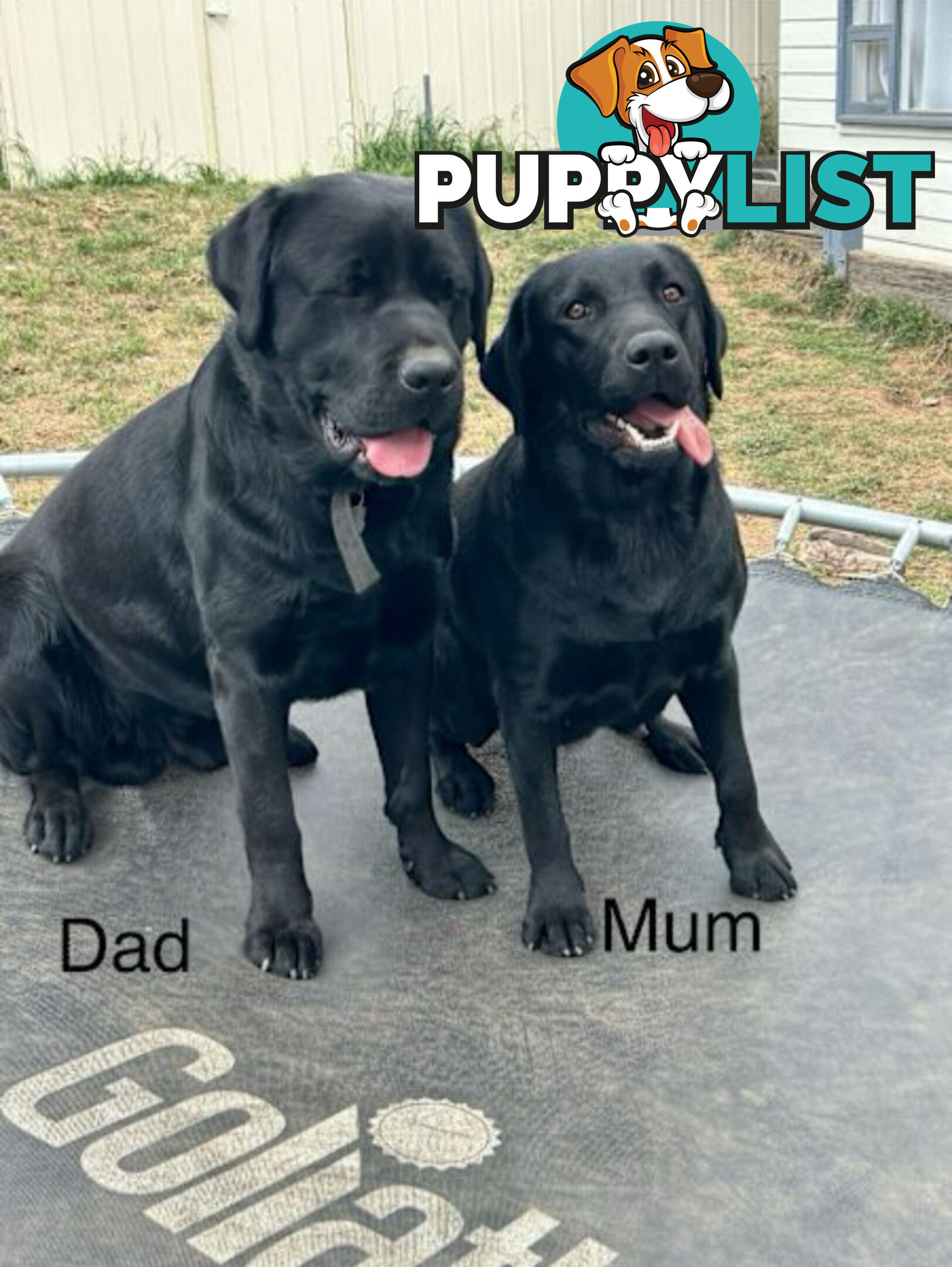 Purebred Black Labrador Puppies