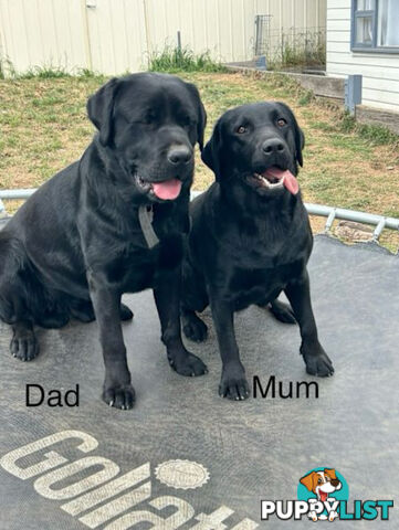 Purebred Black Labrador Puppies