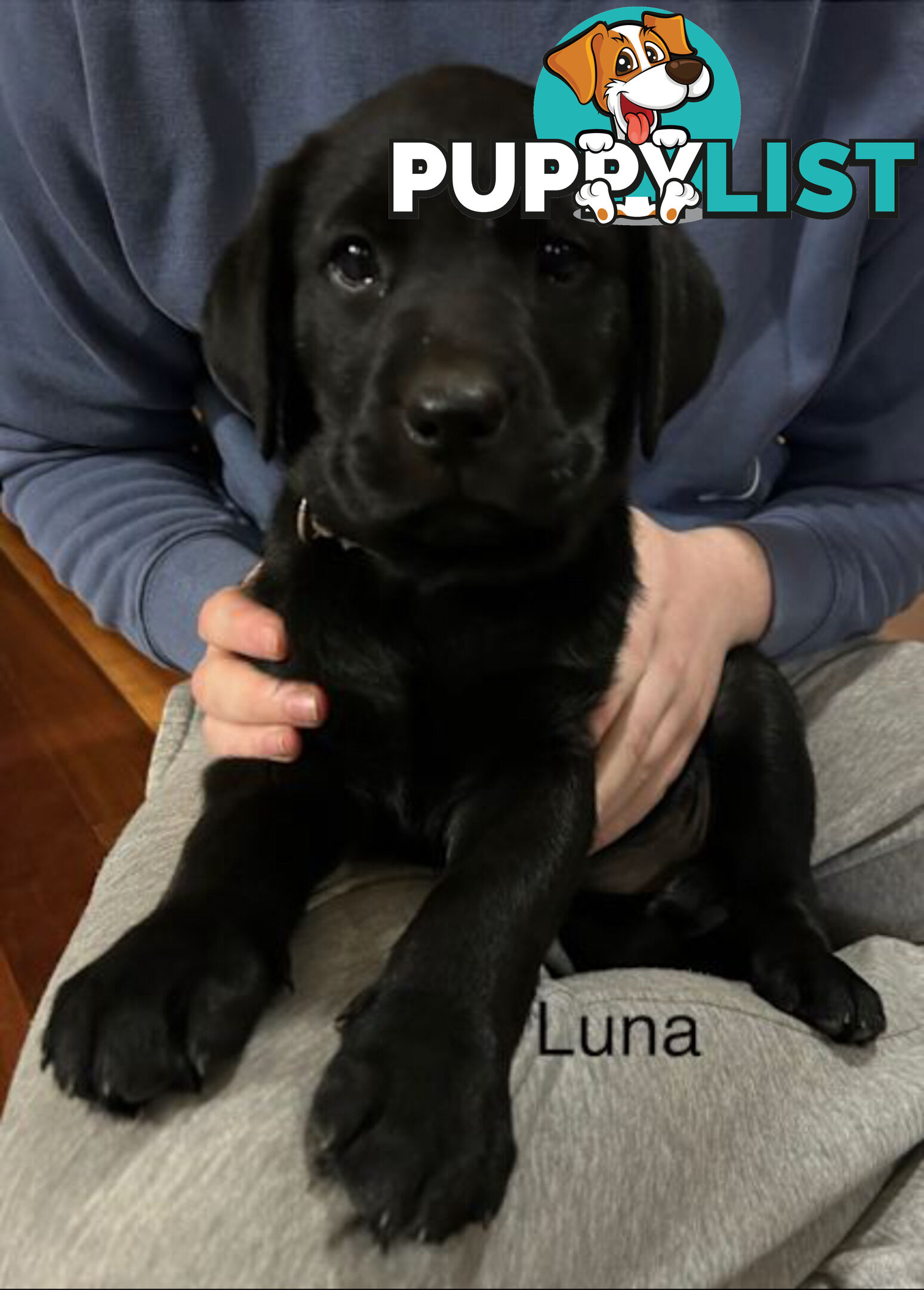 Purebred Black Labrador Puppies