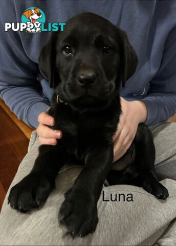 Purebred Black Labrador Puppies