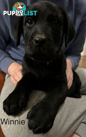 Purebred Black Labrador Puppies