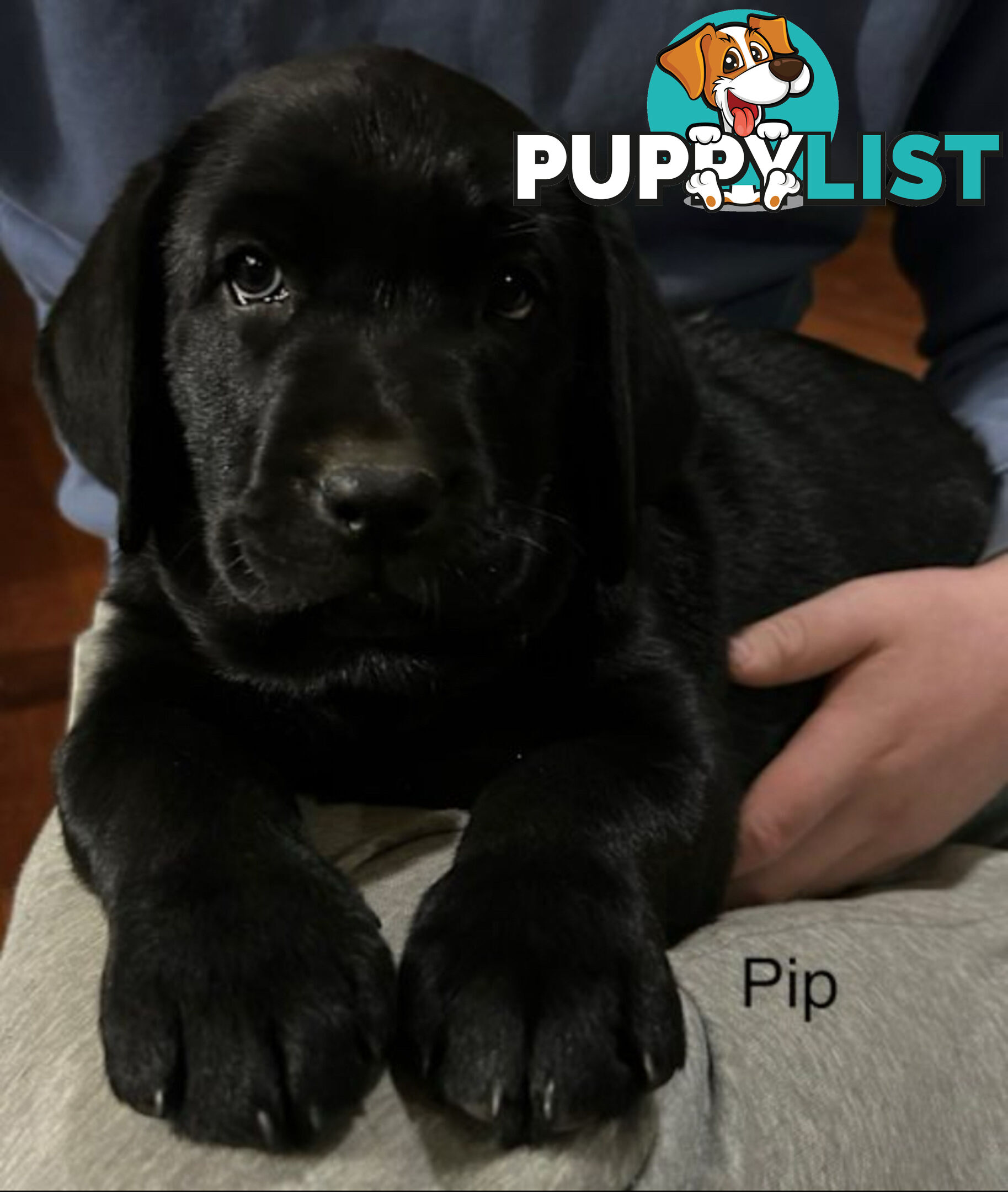 Purebred Black Labrador Puppies
