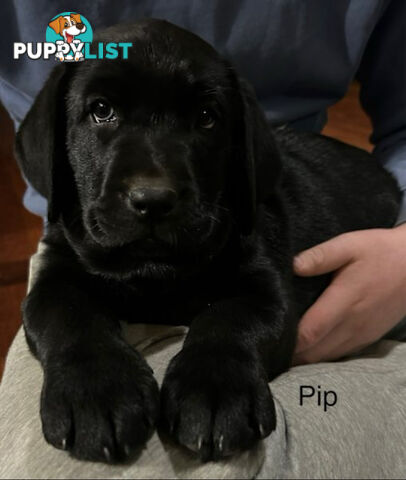 Purebred Black Labrador Puppies