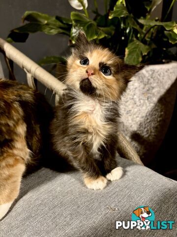8 week old tortoise shell/calico kittens