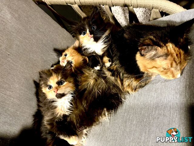 8 week old tortoise shell/calico kittens
