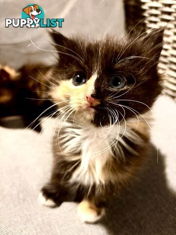 8 week old tortoise shell/calico kittens
