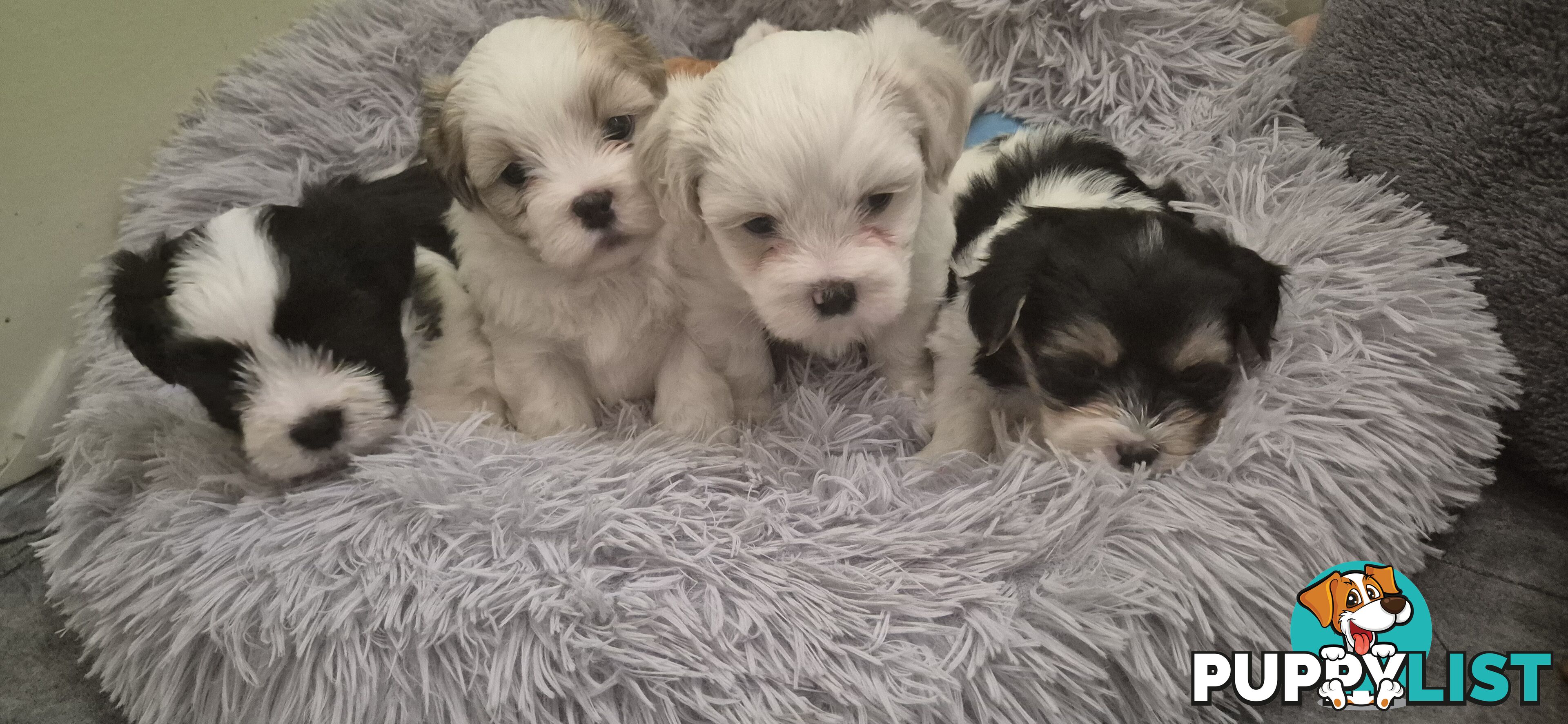 Maltese shihtuz 4 very cute little boys