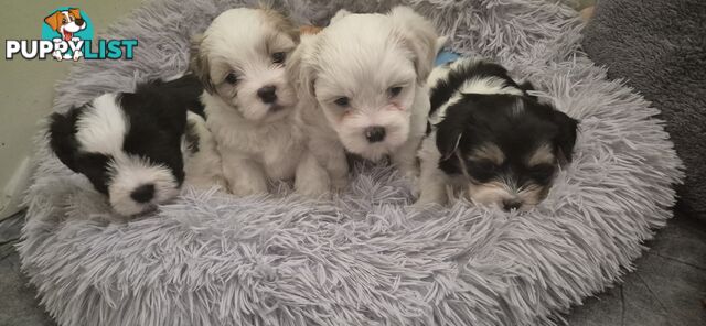 Maltese shihtuz 4 very cute little boys