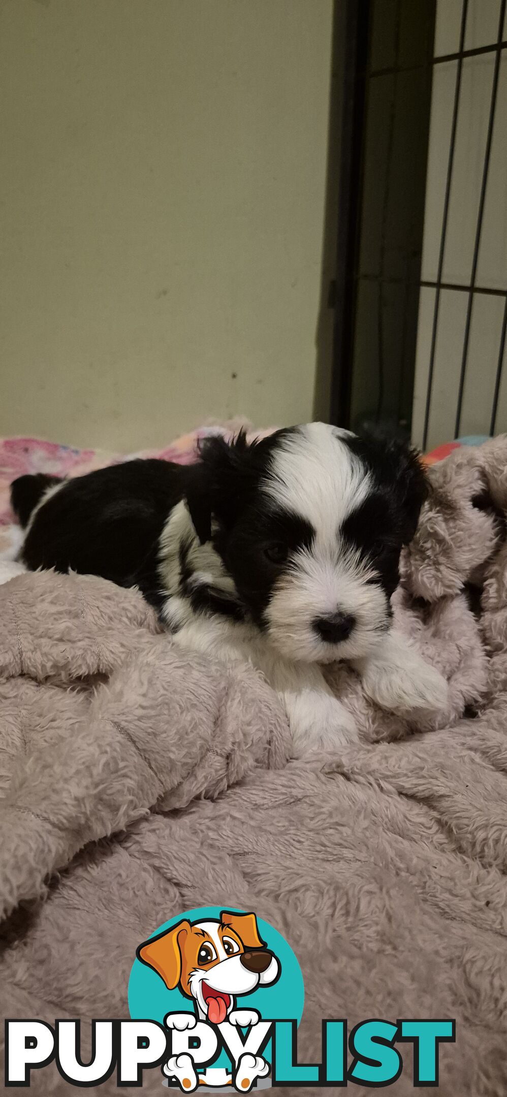 Maltese shihtuz 4 very cute little boys