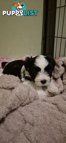 Maltese shihtuz 4 very cute little boys