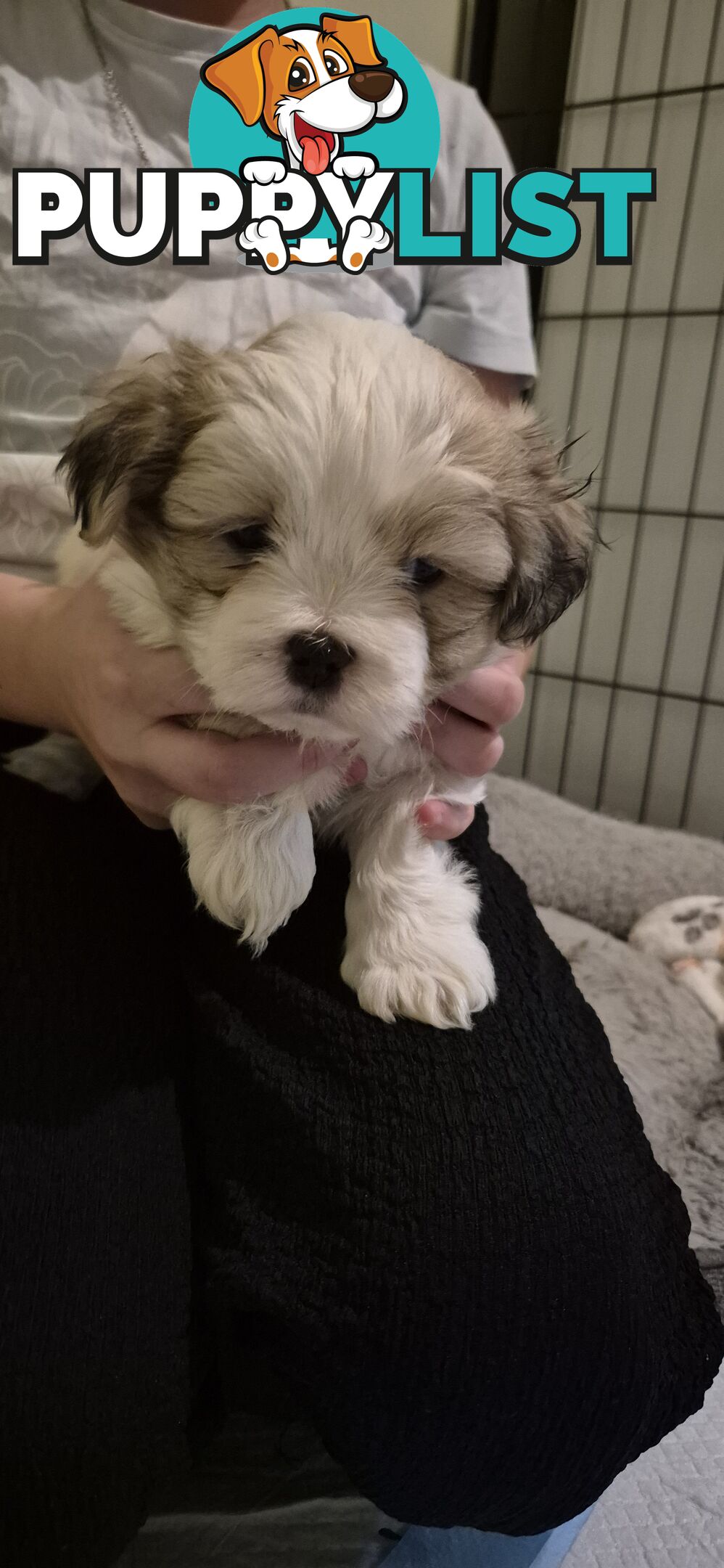 Maltese shihtuz 4 very cute little boys