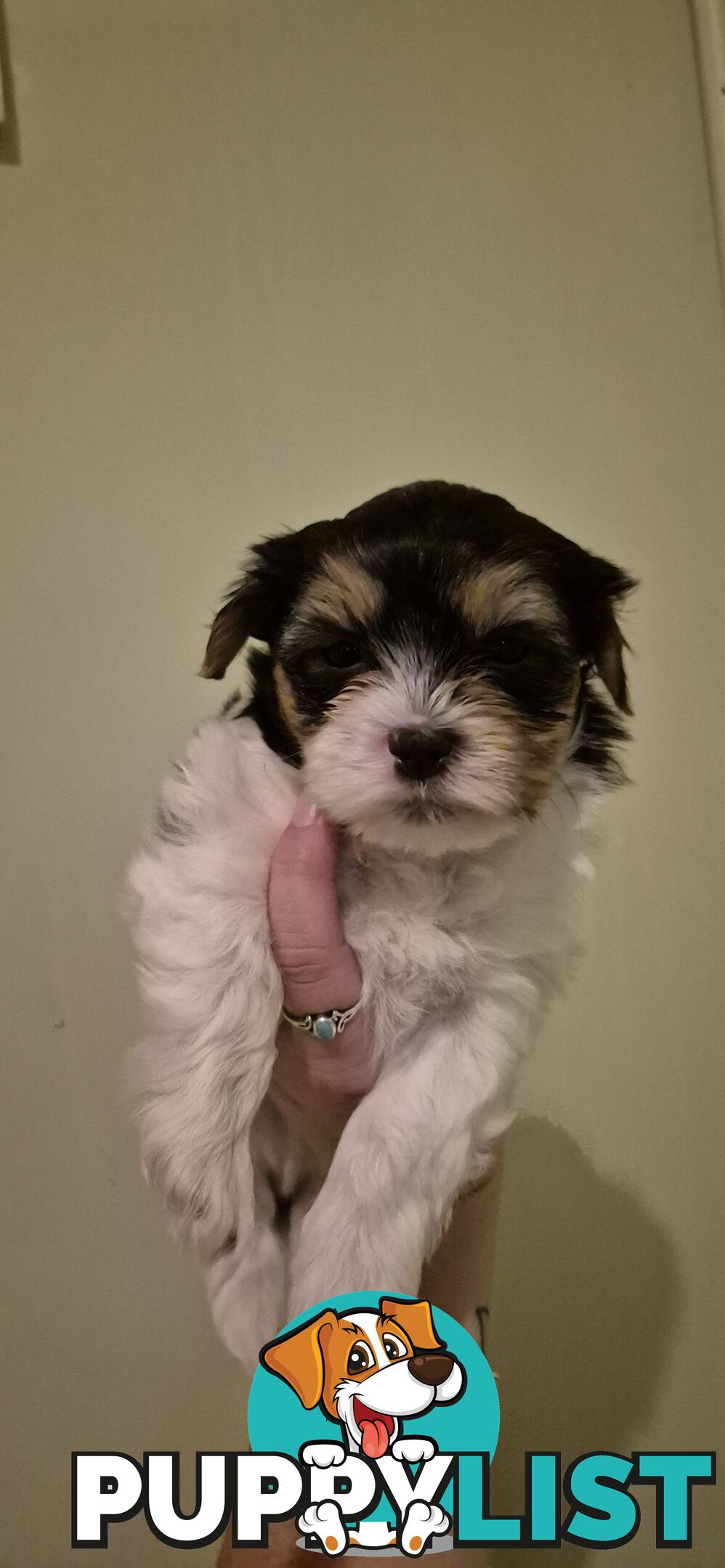 Maltese shihtuz 4 very cute little boys