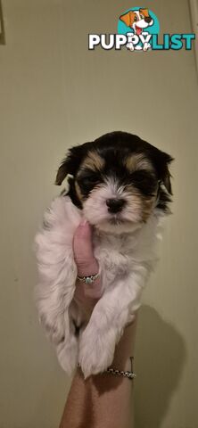 Maltese shihtuz 4 very cute little boys