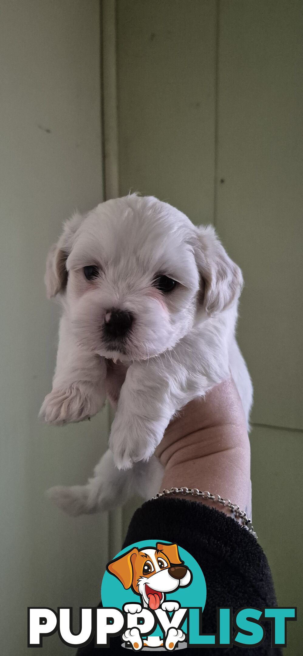 Maltese shihtuz 4 very cute little boys