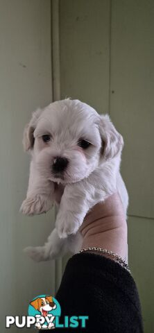 Maltese shihtuz 4 very cute little boys