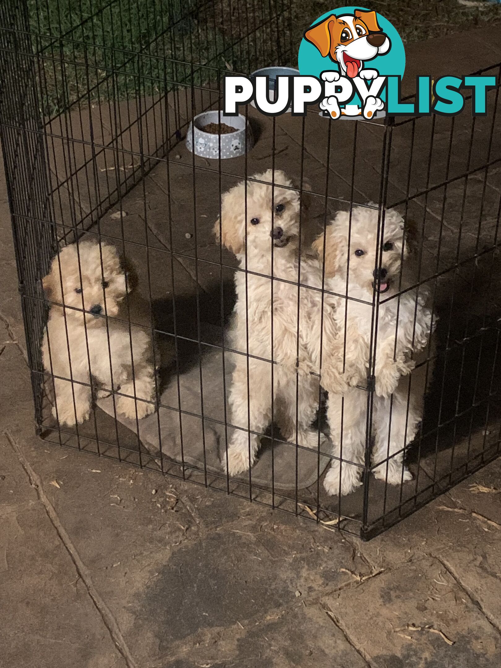 Toy poodles